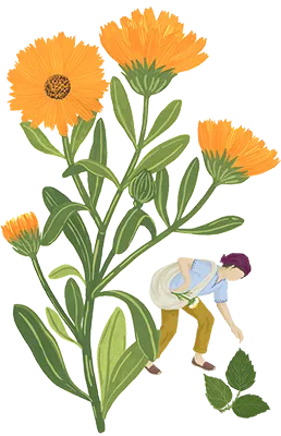 calendula-syndicat-simples-small