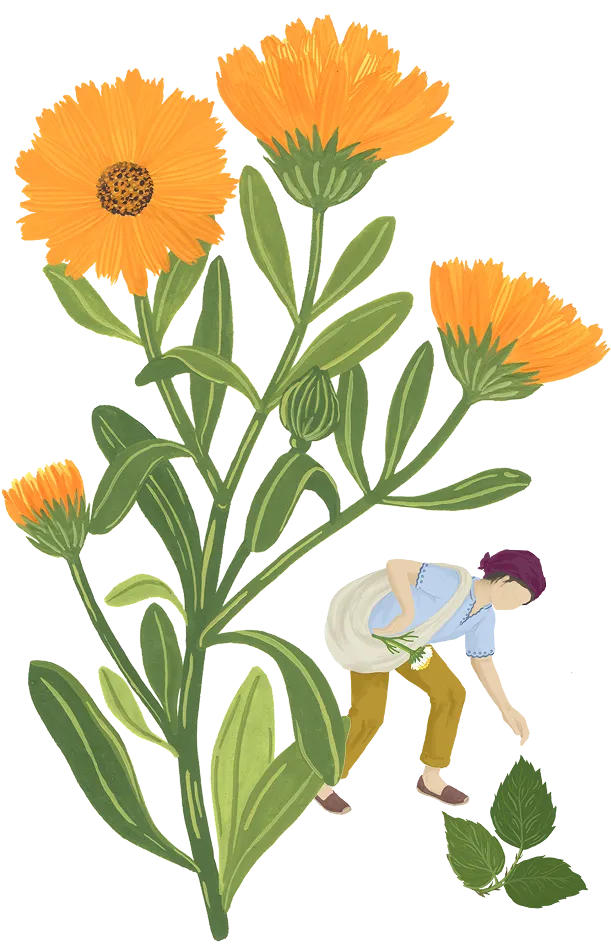 calendula-syndicat-simples