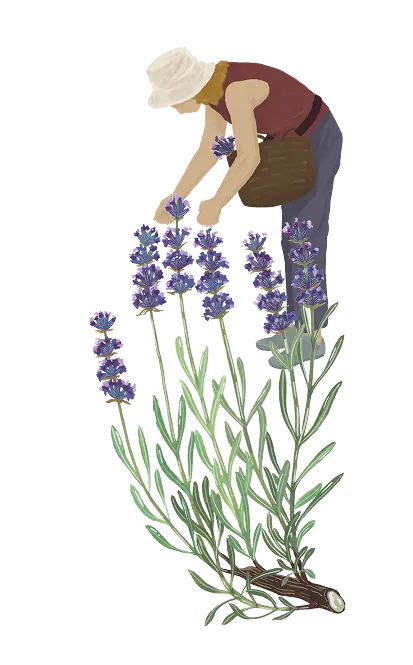 ceuilleuse lavande 1