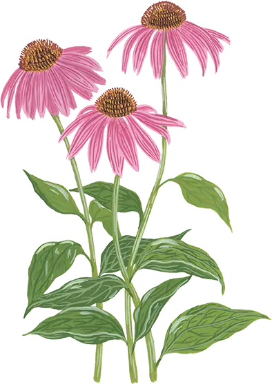 echinacée 1