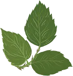 petites feuilles ronce 1