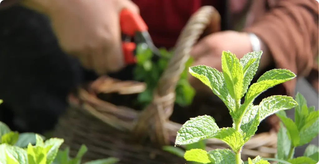 transmettre-preserver-syndicat-simples