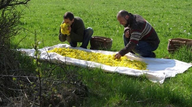 en-quete-des-nouveaux-herboristes