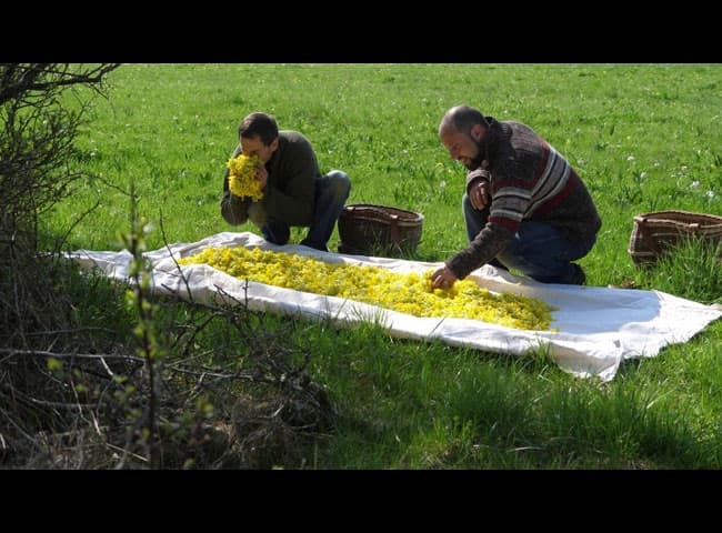 en-quete-des-nouveaux-herboristes